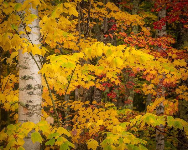 Jaynes Gallery 아티스트의 USA-Maine-Acadia National Park Autumn colors in forest작품입니다.